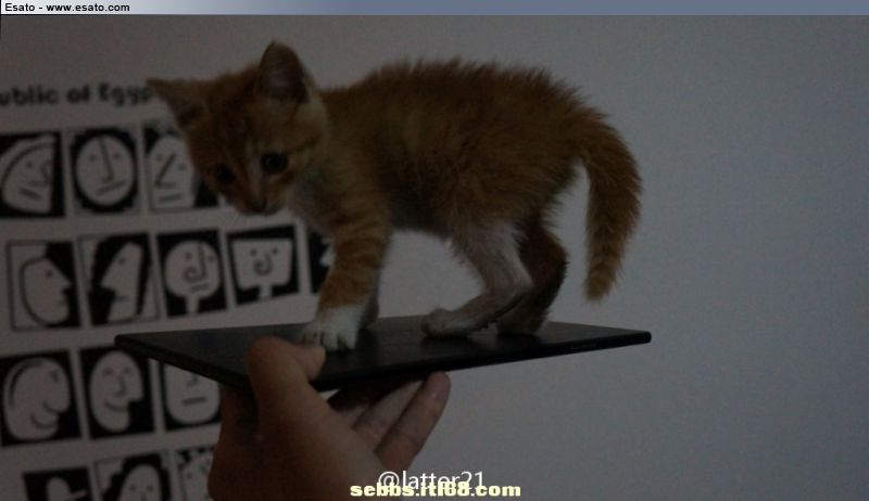 Xperia Z Ultra Togari Photo Leaked with Cat on Top