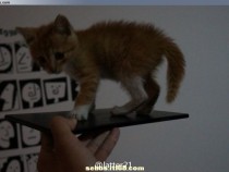 Xperia Z Ultra Togari Photo Leaked with Cat on Top